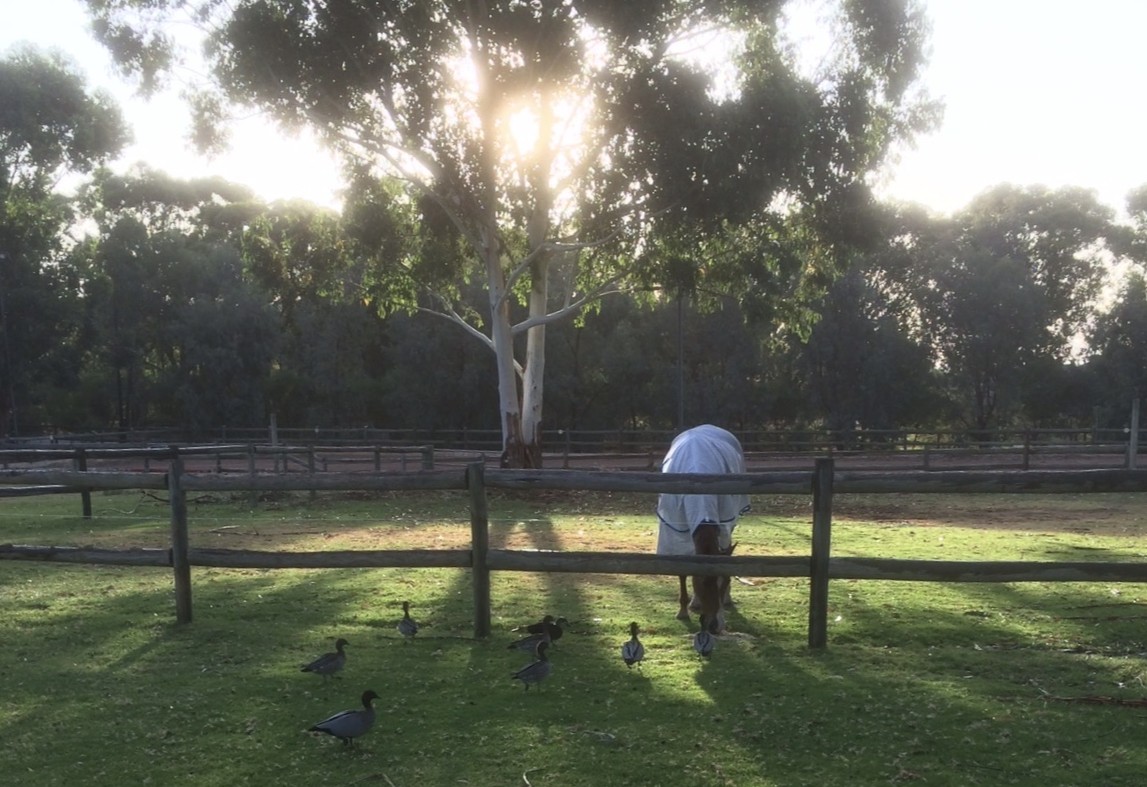 Foggy morning across paddocks with post-and-rail fence. A typical Bedfordale winter morning.